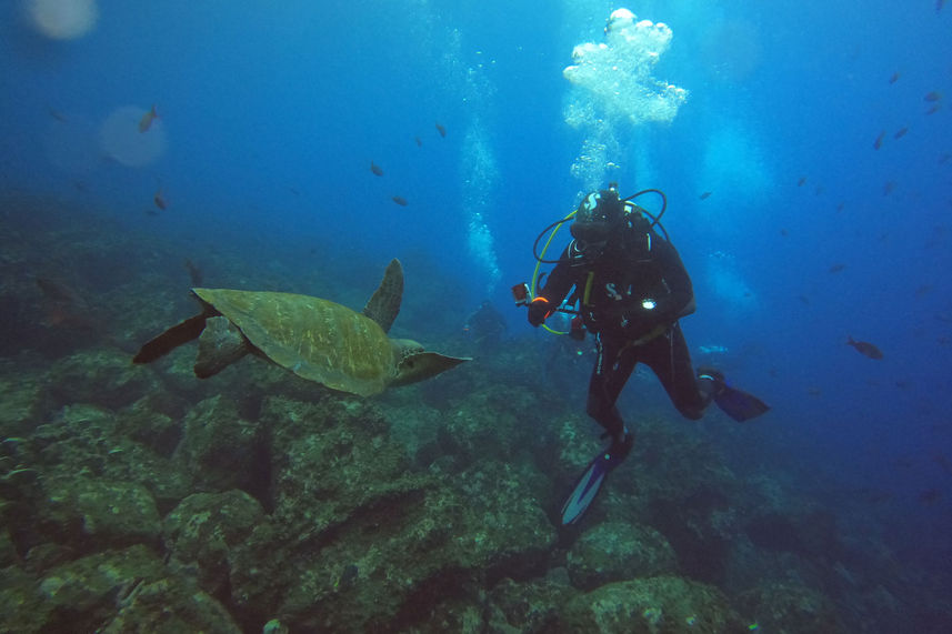 Vida Marinha - Galaxy Diver II