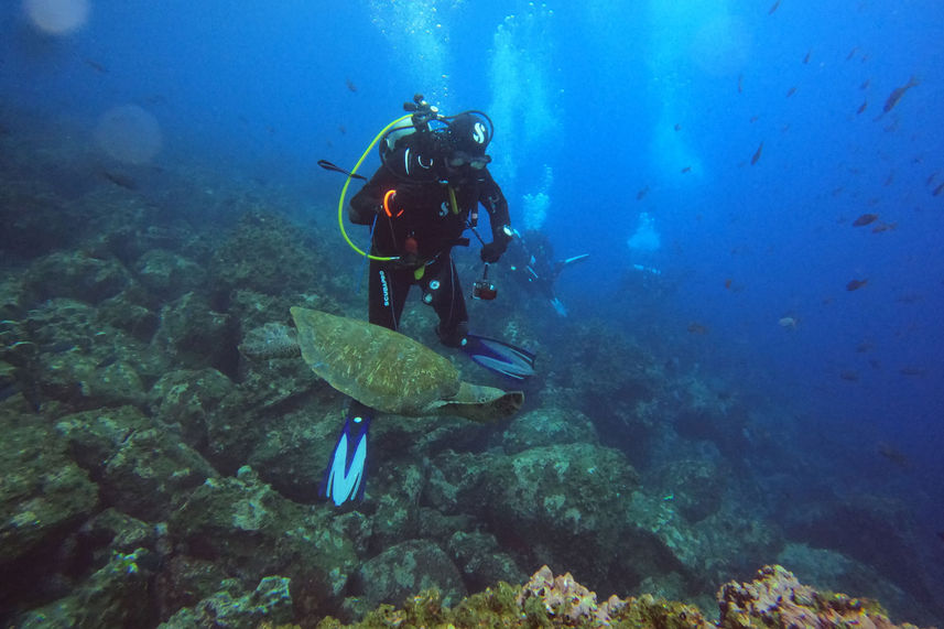 Marine Life - Galaxy Diver II