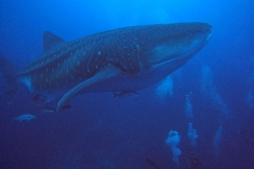 Marine Life - Galaxy Diver II