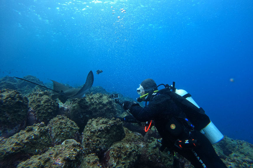 Marine Life - Galaxy Diver II