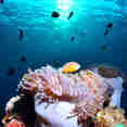 Onderwaterleven - Lucky Marine Liveaboard
