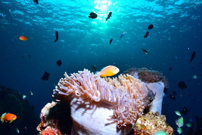 海洋生物 - Lucky Marine Liveaboard