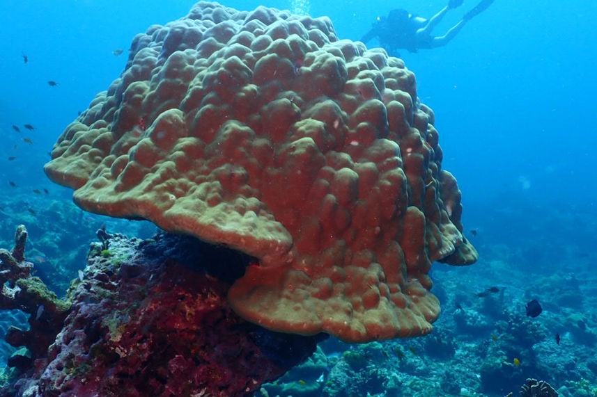 Подводный мир - Lucky Marine Liveaboard