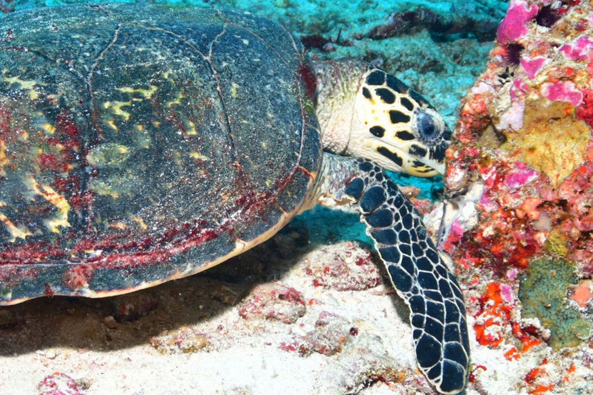 海洋生物 - Lucky Marine Liveaboard