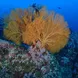 海洋生物 - Lucky Marine Liveaboard