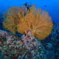 Onderwaterleven - Lucky Marine Liveaboard
