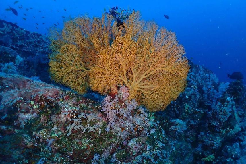 Подводный мир - Lucky Marine Liveaboard