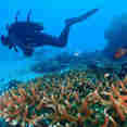 Diving
