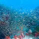 海洋生物 - Lucky Marine Liveaboard