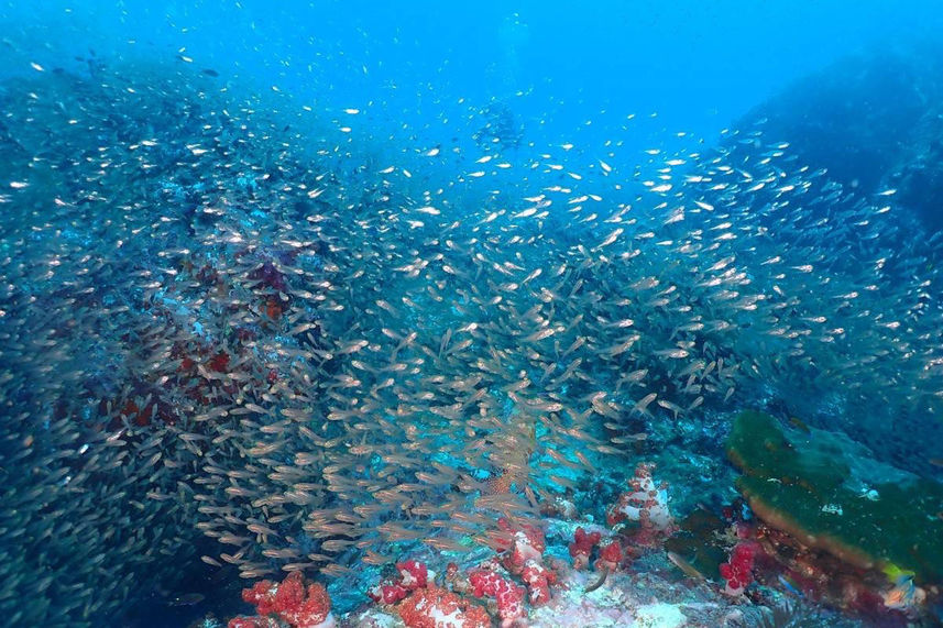 Vida Marinha - Lucky Marine Liveaboard