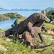 Dragão de Komodo - Anne Bonny