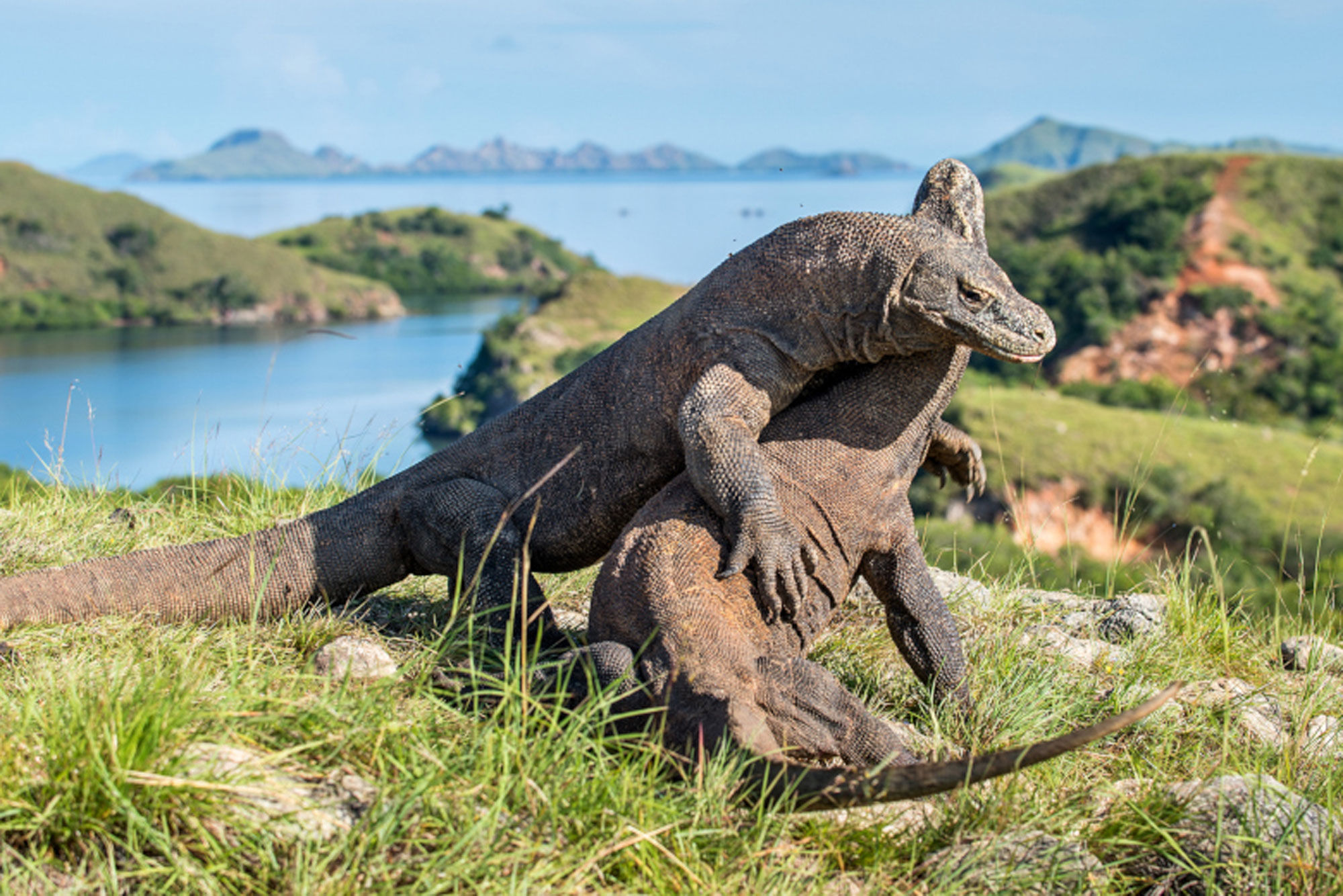 Dragon de Komodo  - Anne Bonny