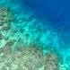 Coral Reefs