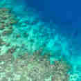 Coral Reefs