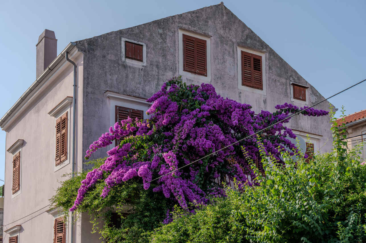 Esplorazione dell'isola - Idriva Premium