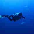 Diving - All Star Red Sea
