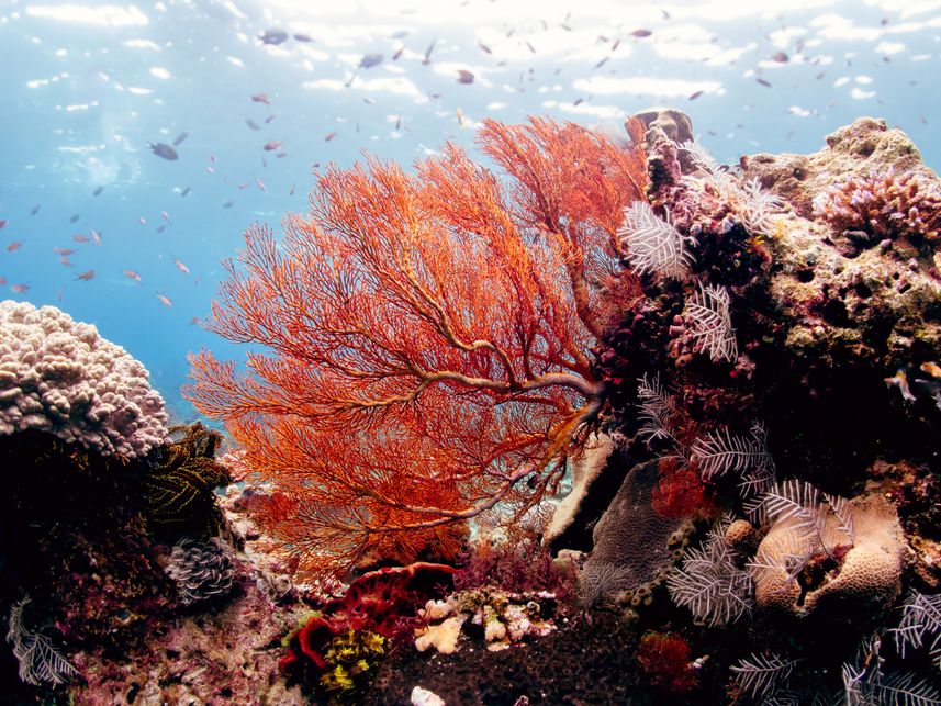 Coral Reef - Bugis