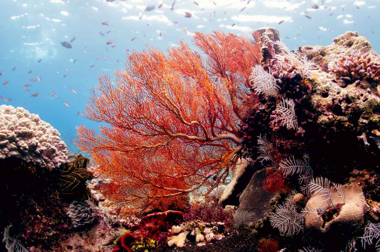 Coral Reef - Bugis