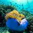Marine Life - Bugis