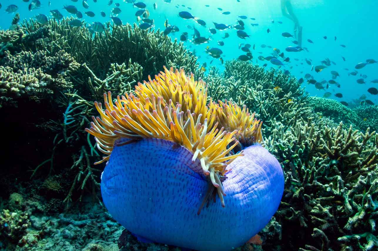 Marine Life - Bugis