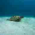 Turtle - Bugis