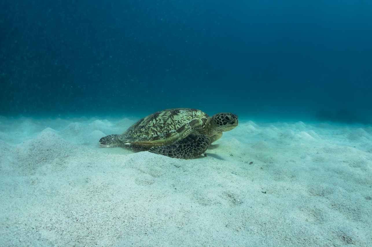 Turtle - Bugis
