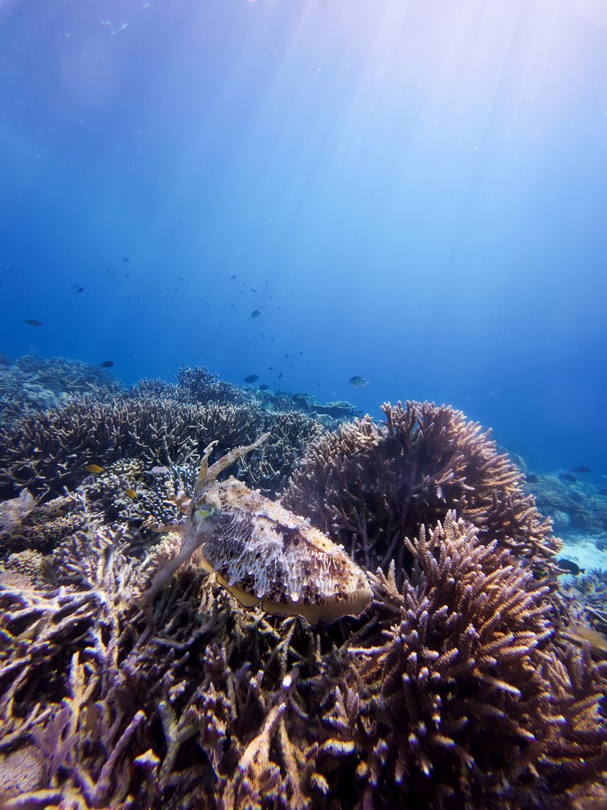 Coral Reef - Bugis