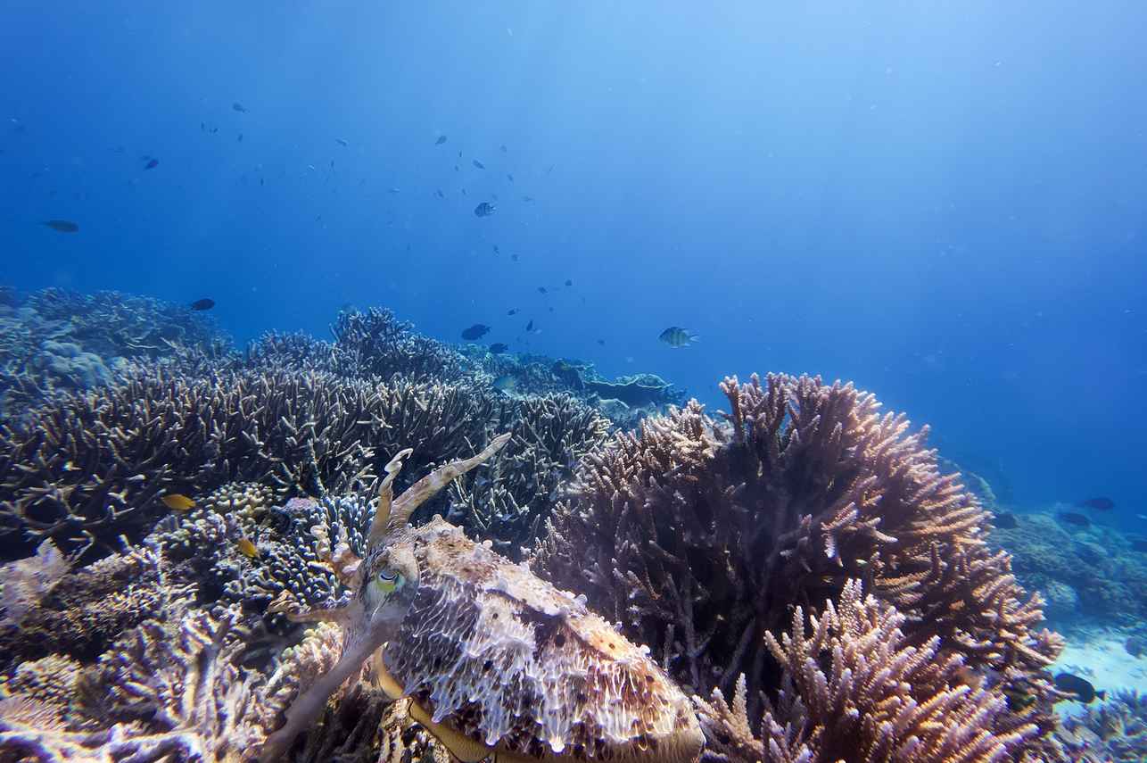 Coral Reef - Bugis