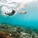 Snorkelling  - Bugis