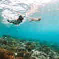 Snorkelling - Bugis
