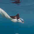 #mantaray  - Amalia Komodo