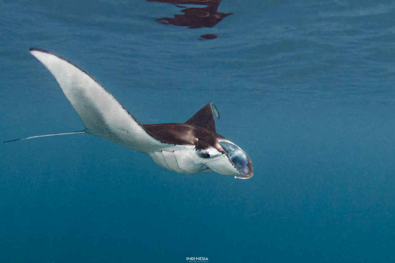 #mantaray - Amalia Komodo