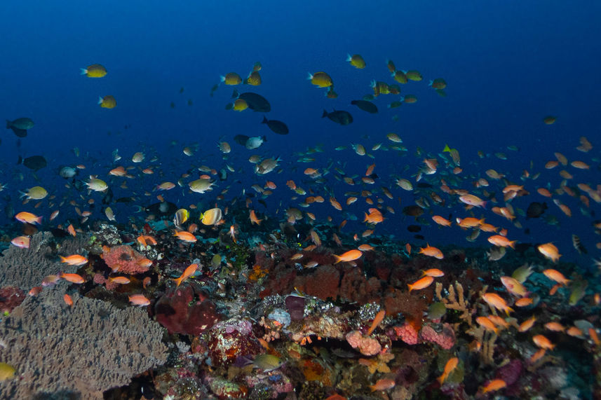 Marine Life - Amalia Komodo