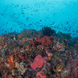 Onderwaterleven - Amalia Komodo