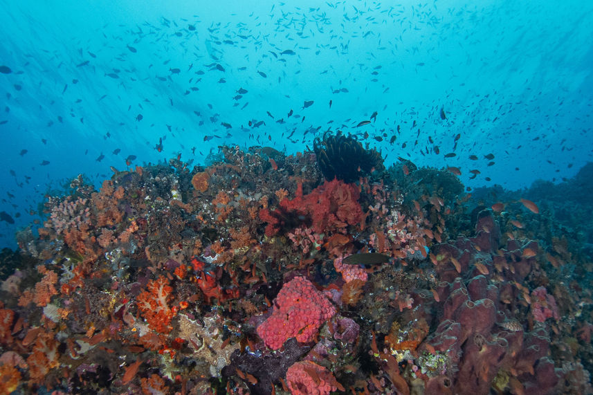 Marine Life - Amalia Komodo