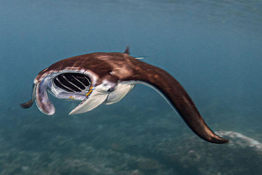 Marine Life - Amalia Komodo