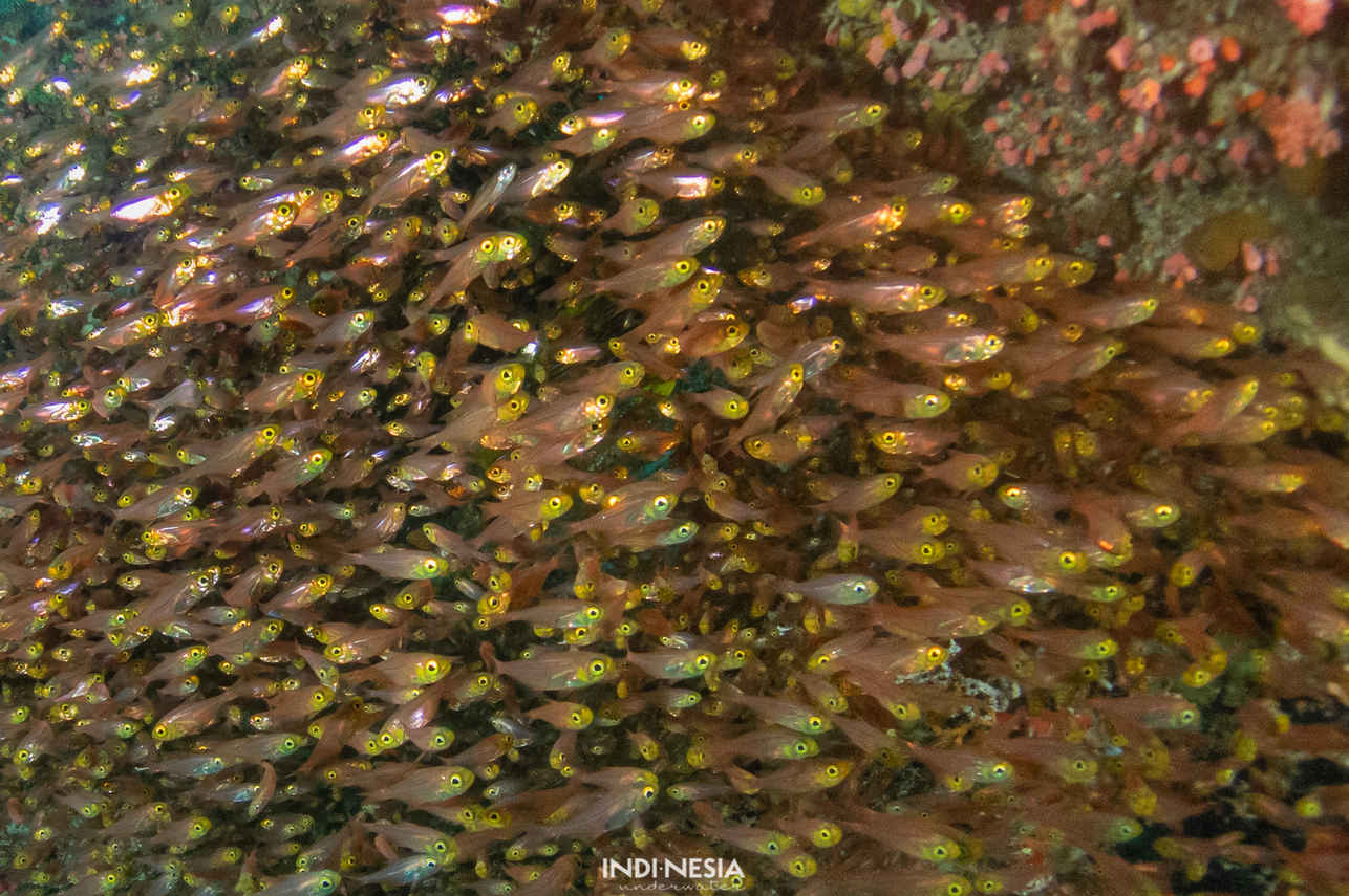 海洋生物 - Amalia Komodo