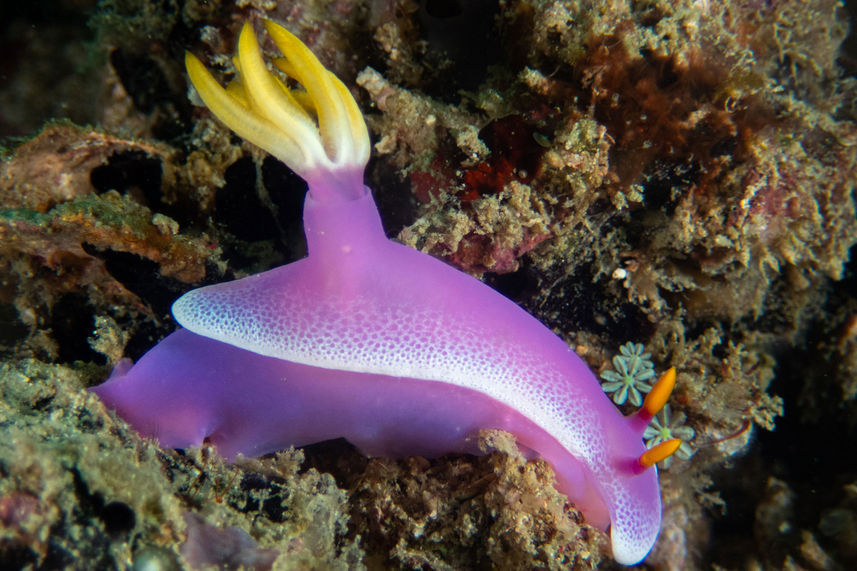 Marine Life - Amalia Komodo