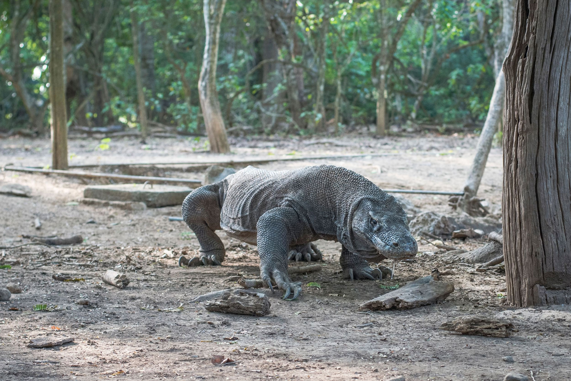 Dragão de Komodo - Indo Master