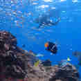 Snorkelling - Galaxy Sirius