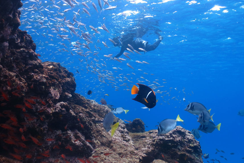 Snorkelling  - Galaxy Sirius