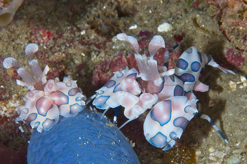 Marine Life - Philippines Aggressor II