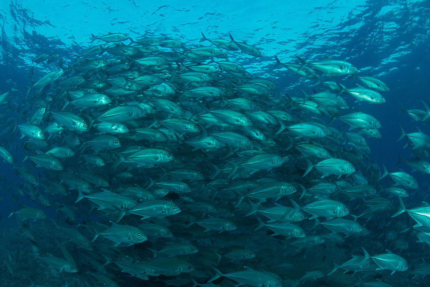 Marine Life - Philippines Aggressor II