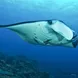 Manta Ray - Philippines Aggressor II