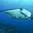 Raia Manta - Philippines Aggressor II