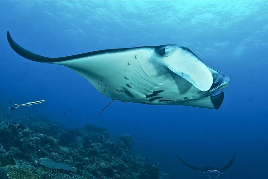 Manta Ray  - Philippines Aggressor II