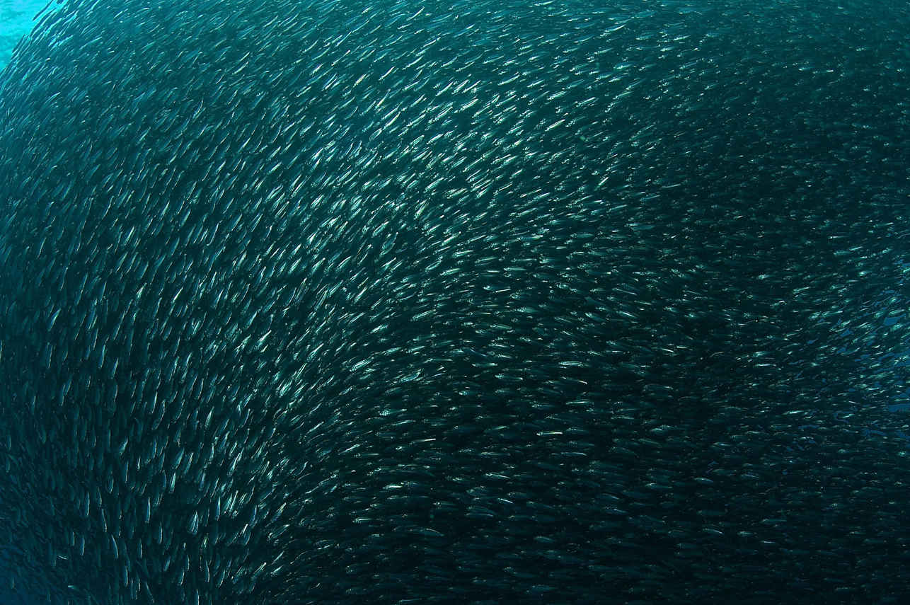 海洋生物 - Philippines Aggressor II