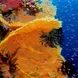 Coral Reef - Philippines Aggressor II