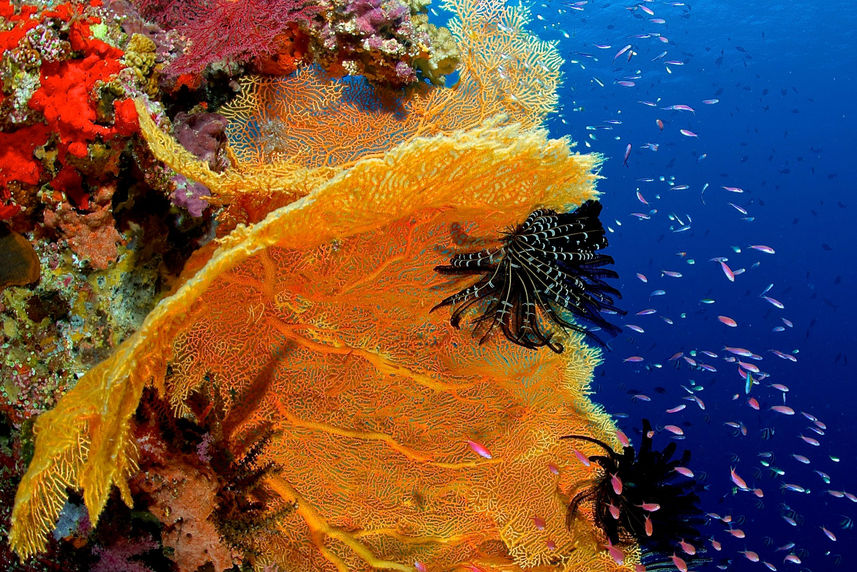 Coral Reef - Philippines Aggressor II