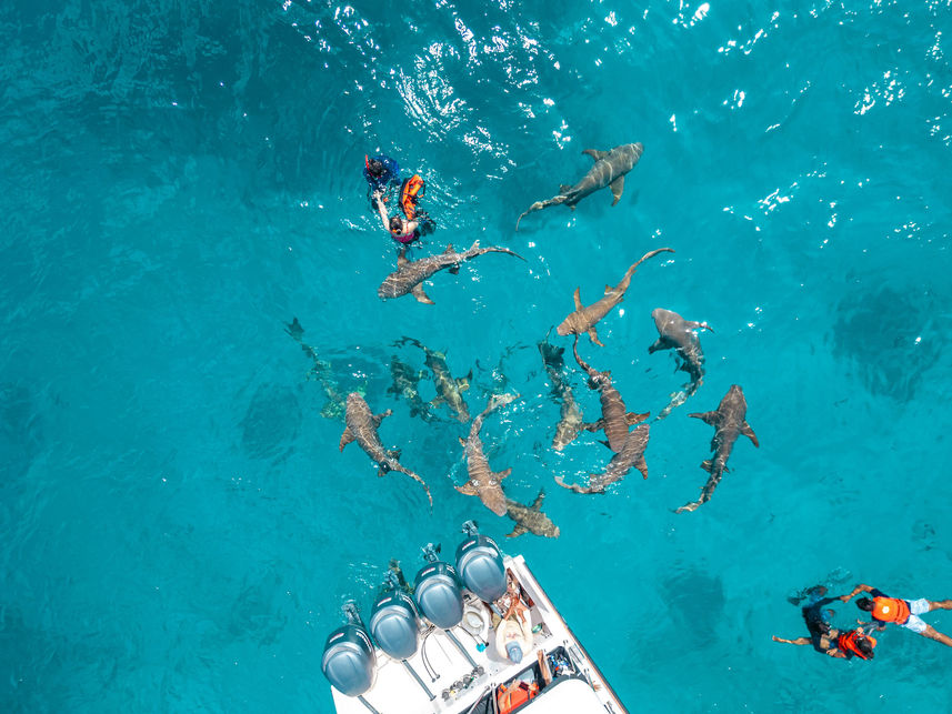 Tubarão - Maldives Legend Odyssey